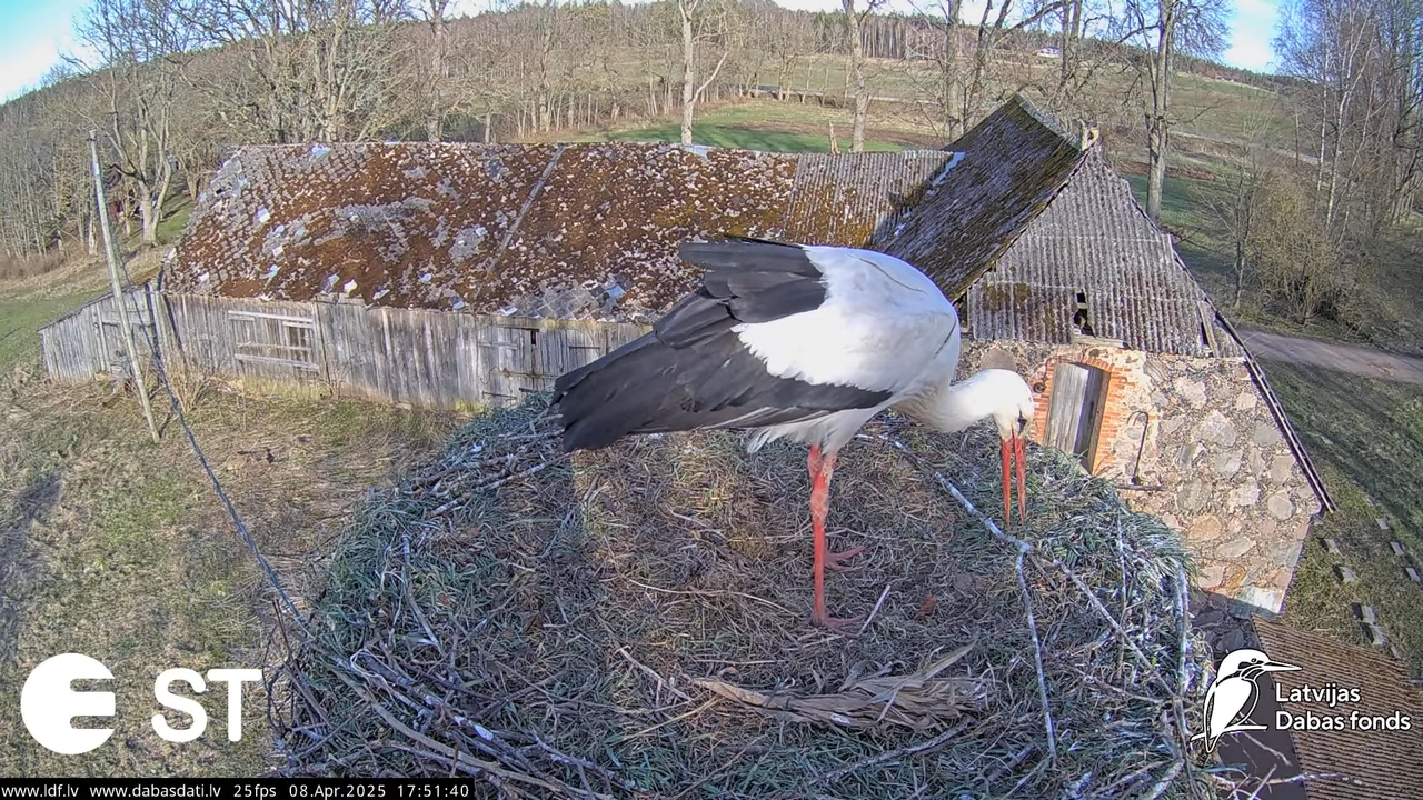 (14) Baltie stārķi (Ciconia ciconia) Tukuma novadā __ White storks in Tukums, Latvia - YouTube - 785