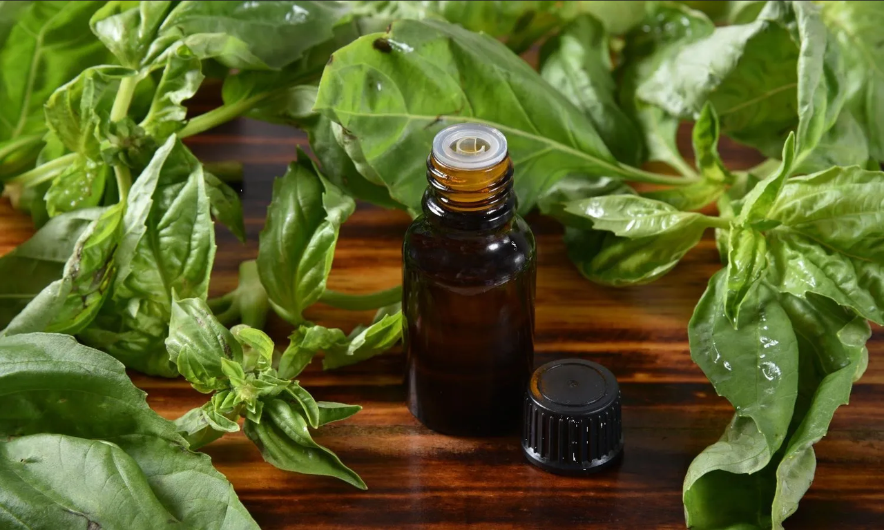 Estas son las formas de usar la albahaca para aliviar el dolor de la artritis