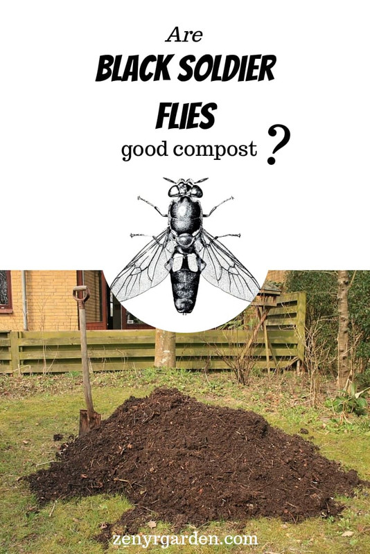 are-black-soldier-flies-good-compost-pin.jpg