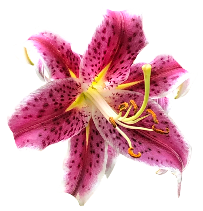 Stargazer Lily 2