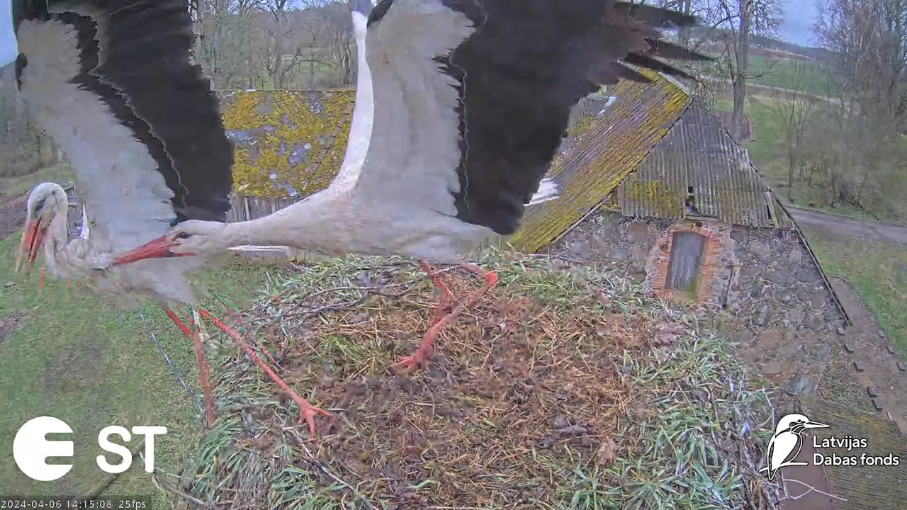 Baltie stārķi (Ciconia ciconia) Tukuma novadā - LDF tiešraide __ White storks in Tukums, Latvia 17-1