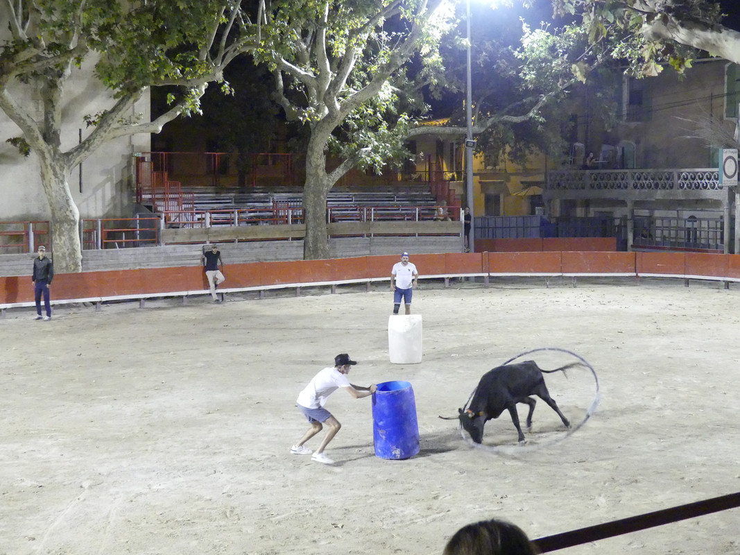 16 aout Marsillargues Carbu et Vachettes (79)