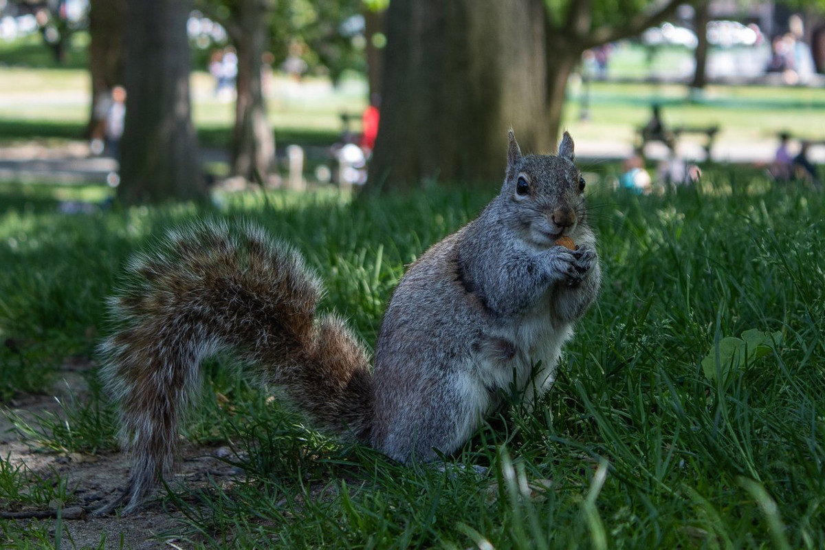 Boston Memorial Day-5