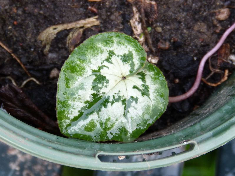 2014-09-20 Cyclamen Sämling 2