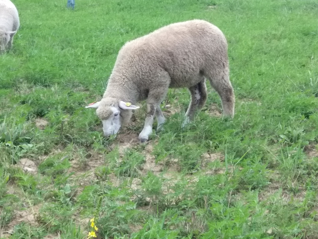 IMG_20180612_180113 (1)