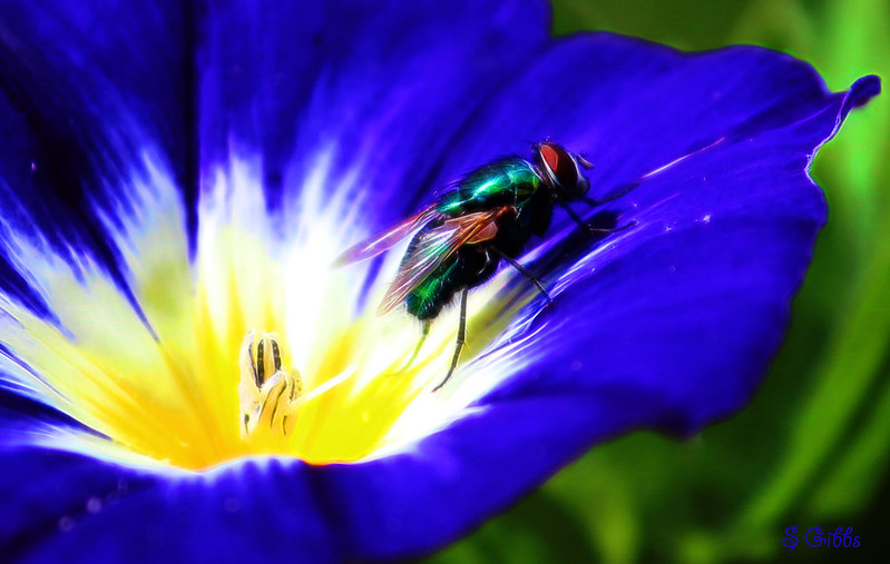 blueyellowflowerinsect.jpg