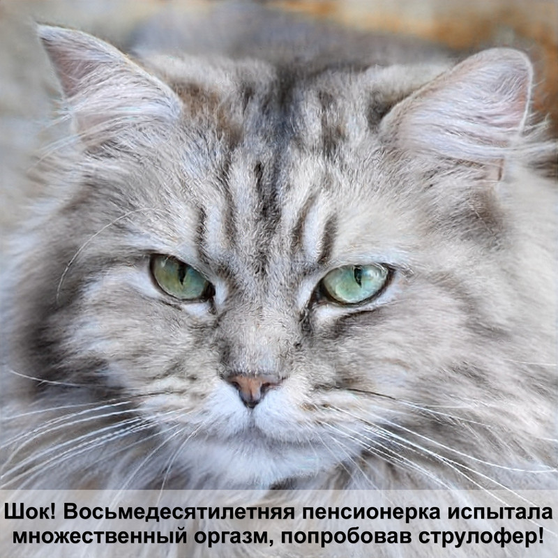 самая большая кошка черная