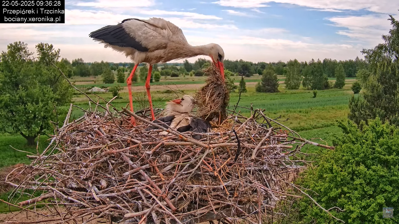 22052025bociany8