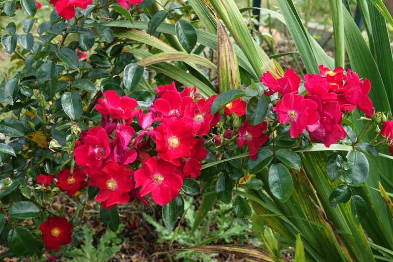 [Image: DSC00892.jpg]