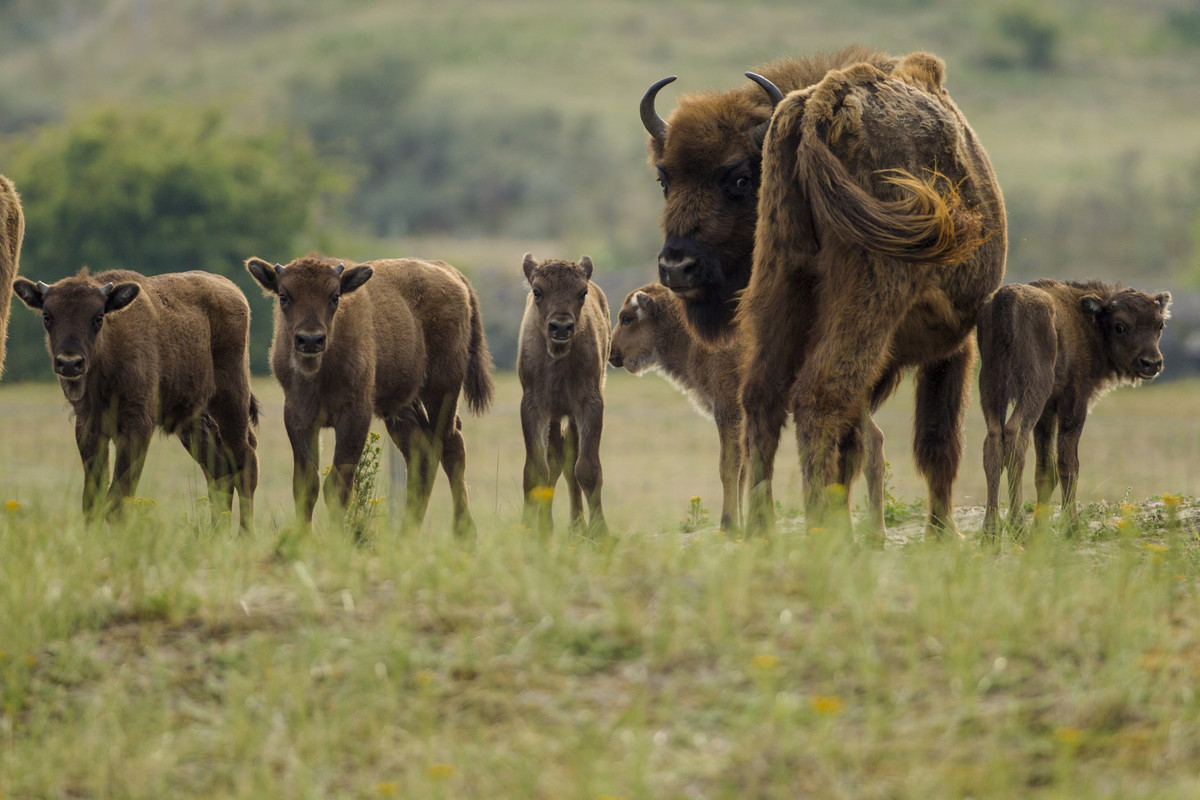 [Image: Five-European-bison-calves-born-in-Kraan...kant-P.jpg]