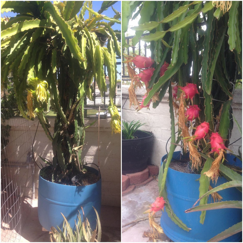 dragon-fruit-in-drums.jpg