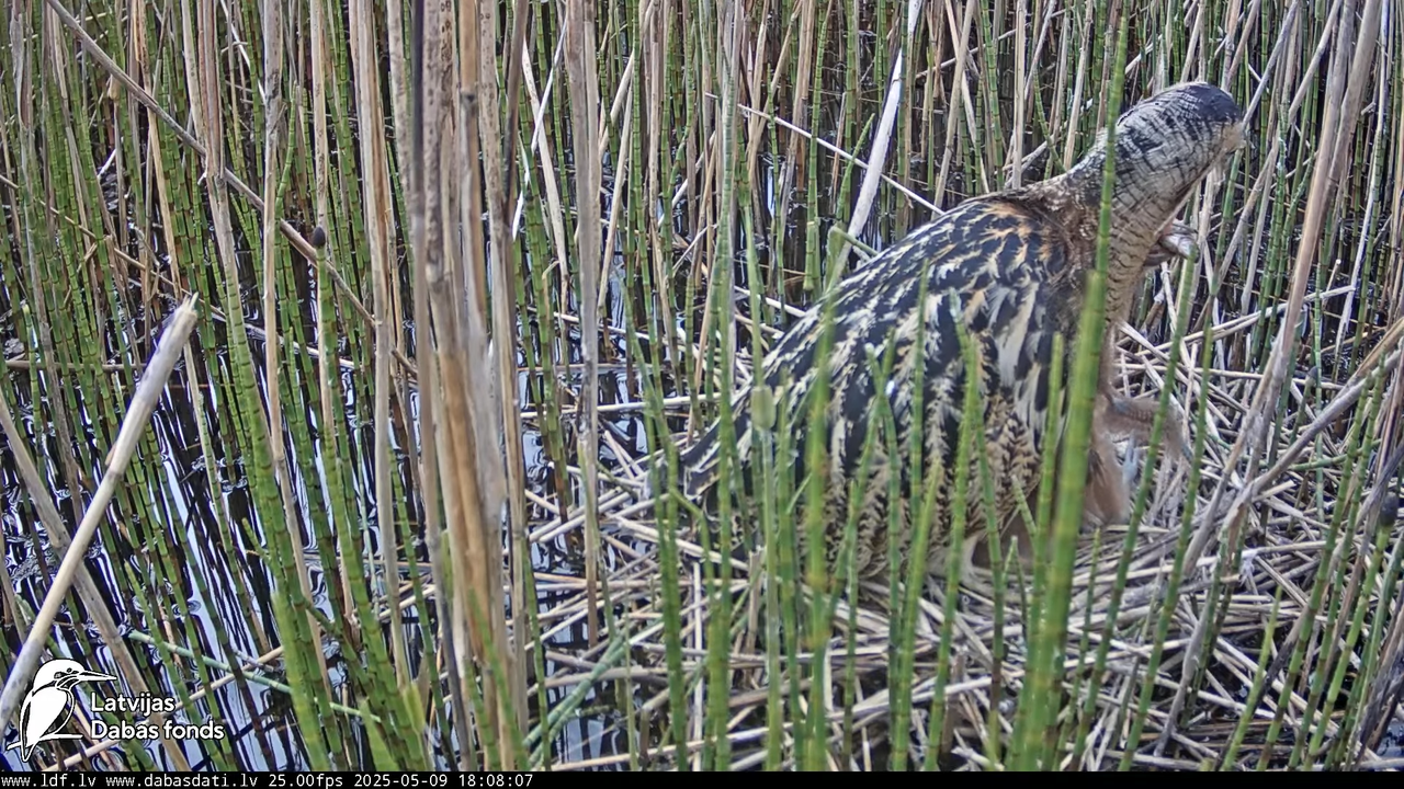 LDF Lielais dumpis (Botaurus stellaris) Zemītes pagastā 11-10-42 screenshot