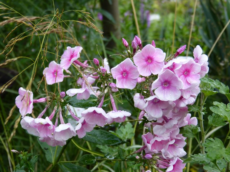 2014-08-05 Phlox 'Tüpfelchen'