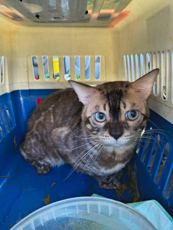 Door to Door Pet Delivery LLC