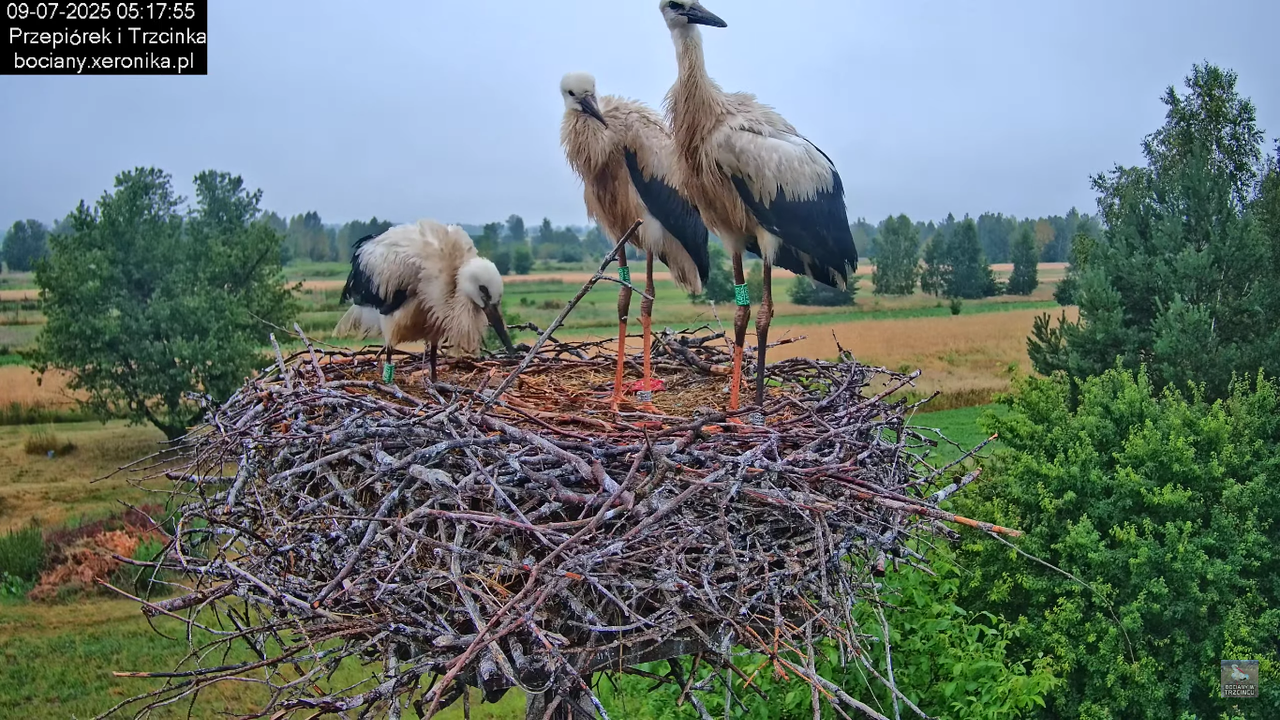 09072025bociany14