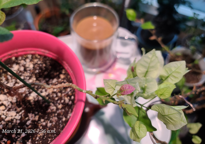 [Image: 20260321-075603.png]