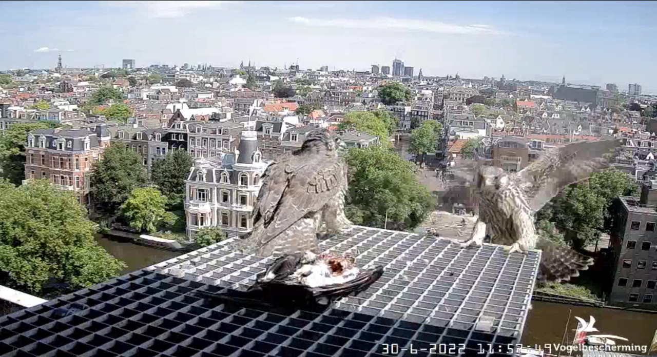 Amsterdam/Rijksmuseum screenshots © Beleef de Lente/Vogelbescherming Nederland - Pagina 35 Video-2022-06-30-120826-Moment-5