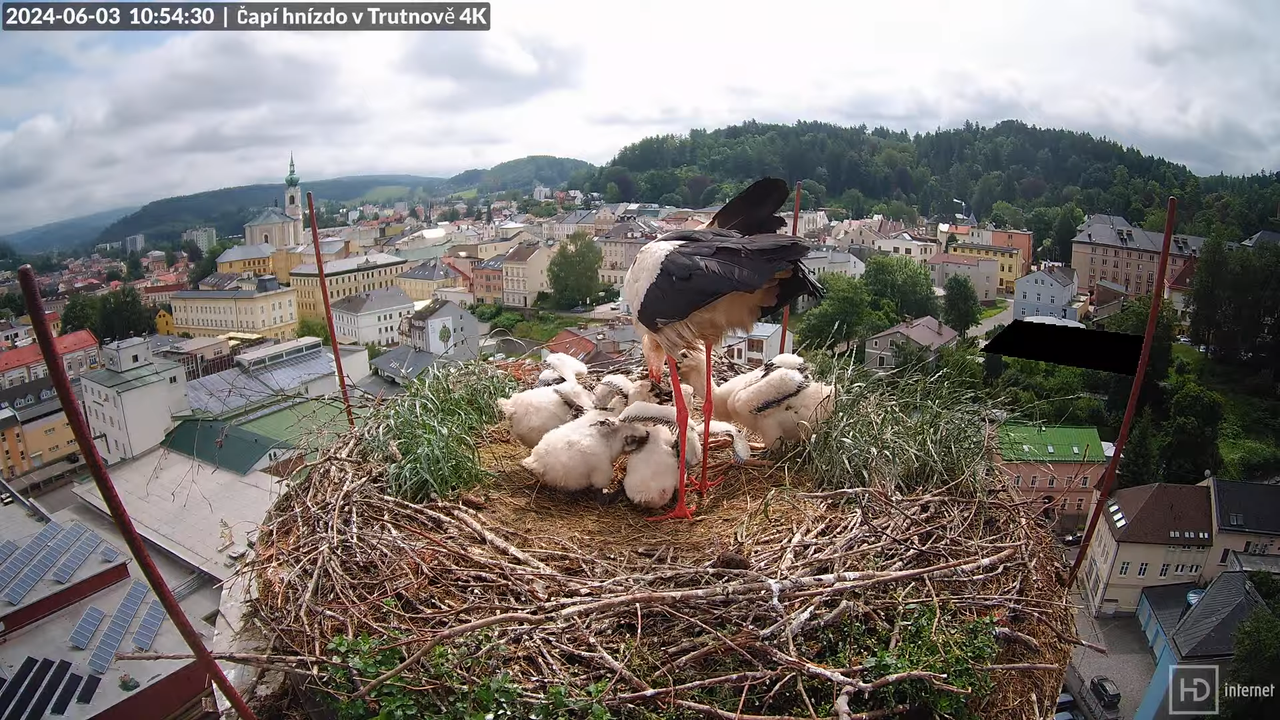 Tiešraidē no stārķa ligzdas uz alus darītavas skursteņa Trutnovā 12-3-40 screenshot