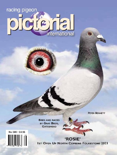 Racing Pigeon Pictorial International - No 599 / 2023
