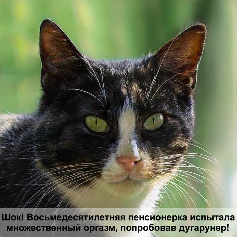 шотландские кошки черного окраса