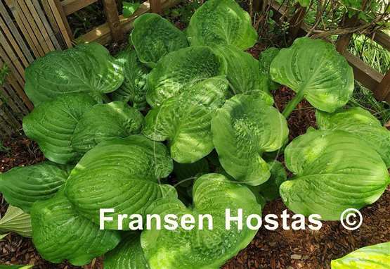 Black Hosta Plant
