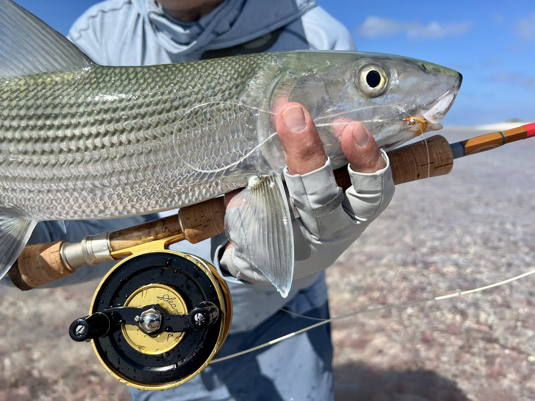 xmas island bamboo bonefish