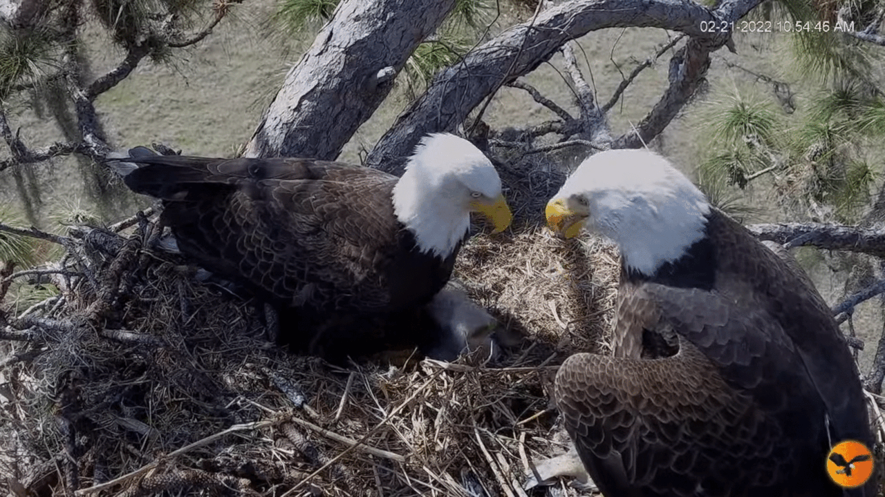 Webp.net-gifmaker (7)