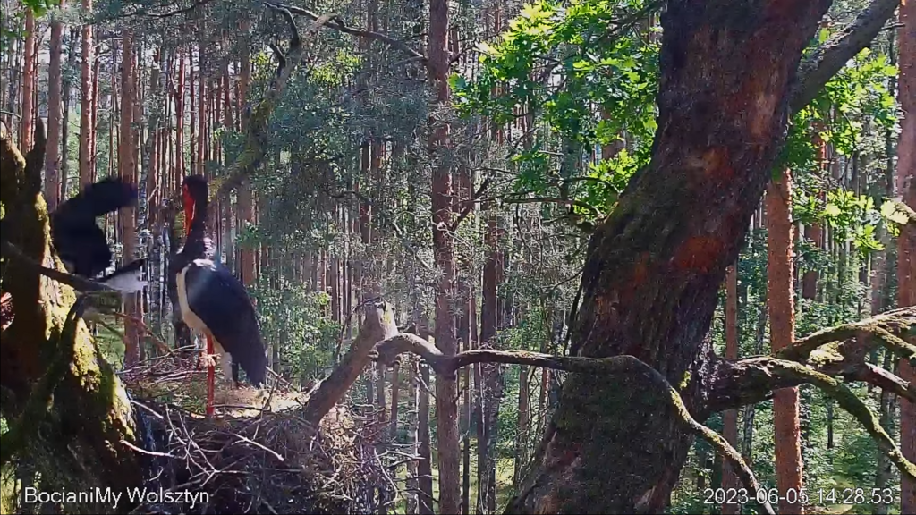 Zrzut ekranu (17256)