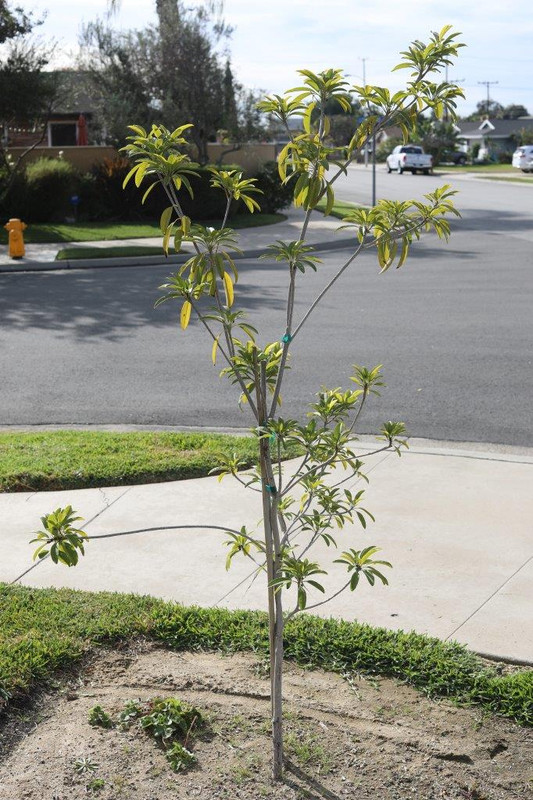 8U1A0947  Hasya Sapodilla Tree (11-19-2016)