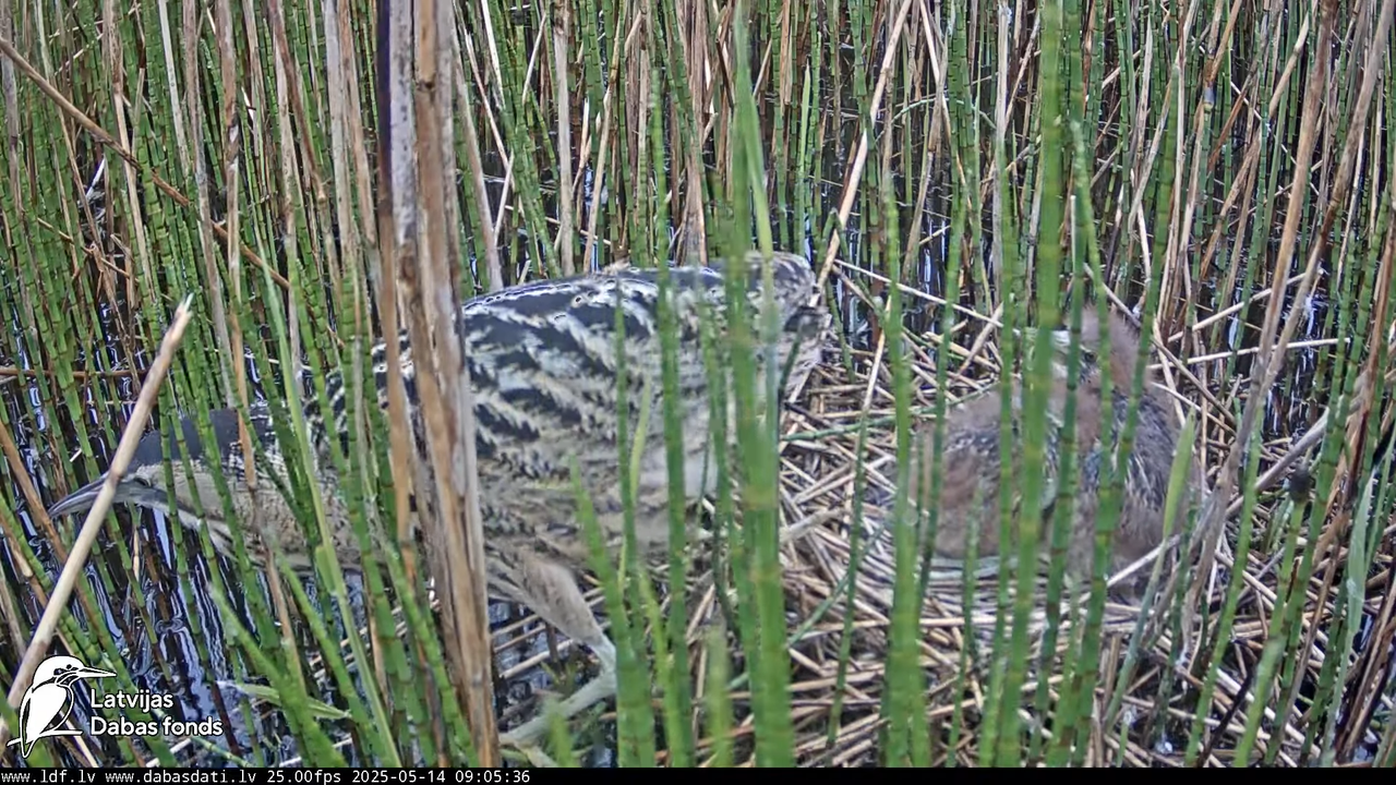 LDF Lielais dumpis (Botaurus stellaris) Zemītes pagastā 11-26-7 screenshot