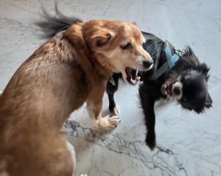 [Image: 7-C9-FDFCF-CD03-408-F-8-CE8-F65-D305-C6-B31.jpg]