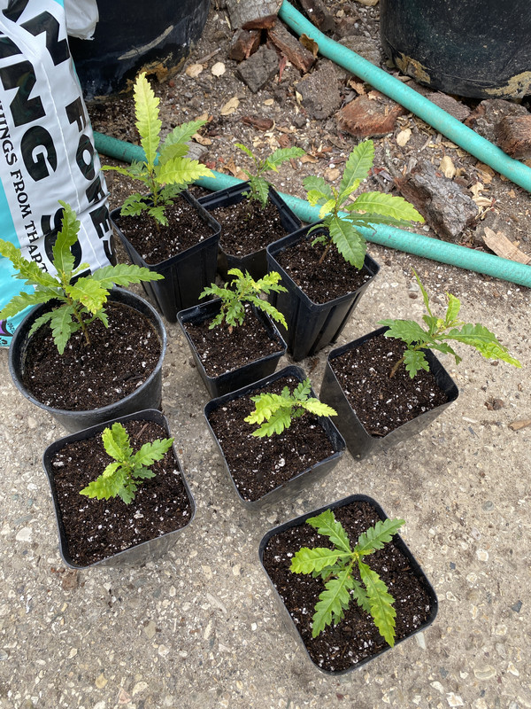 9AC153CD-79DE-4794-87C1-DF5291A05DE3