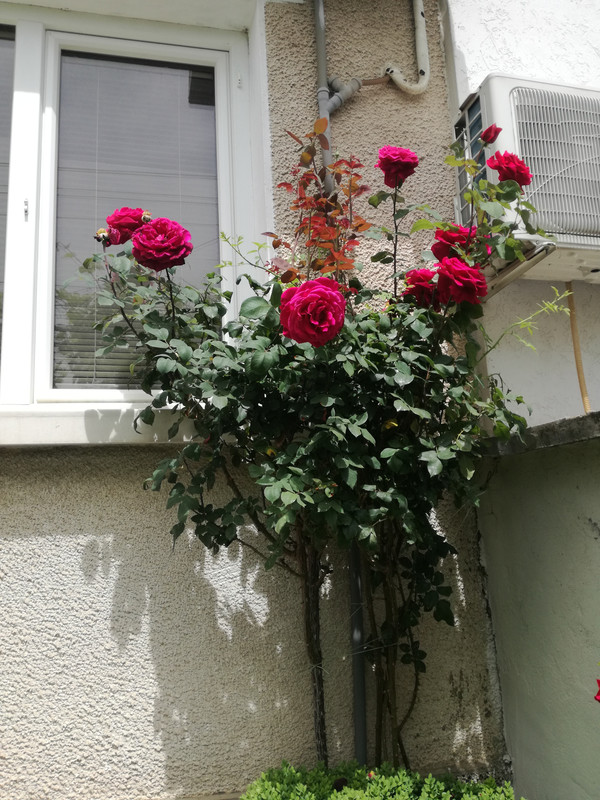 IMG_20200515_132108