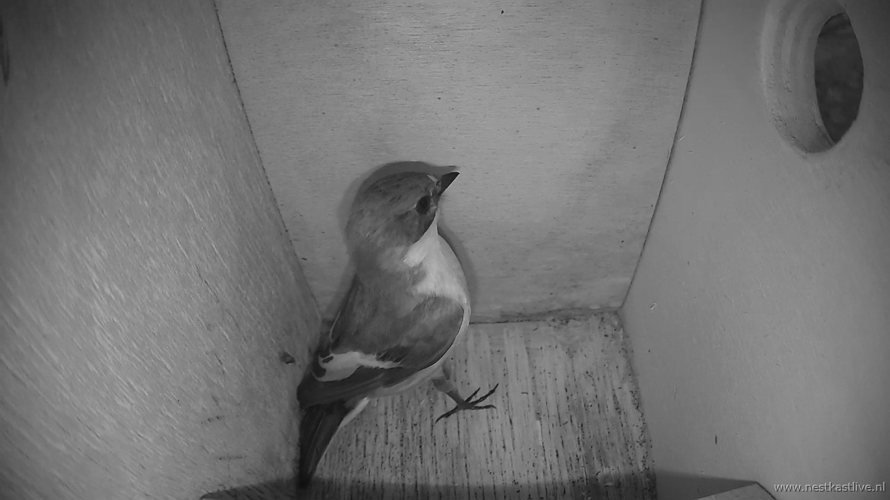 snapshot - 2025-04-18T083428.573