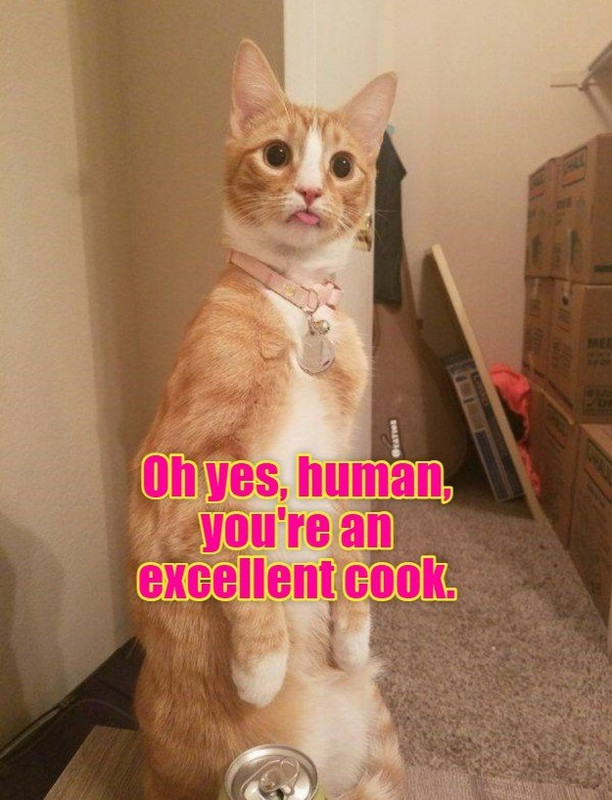 yes-human-youre-an-excellent-cook