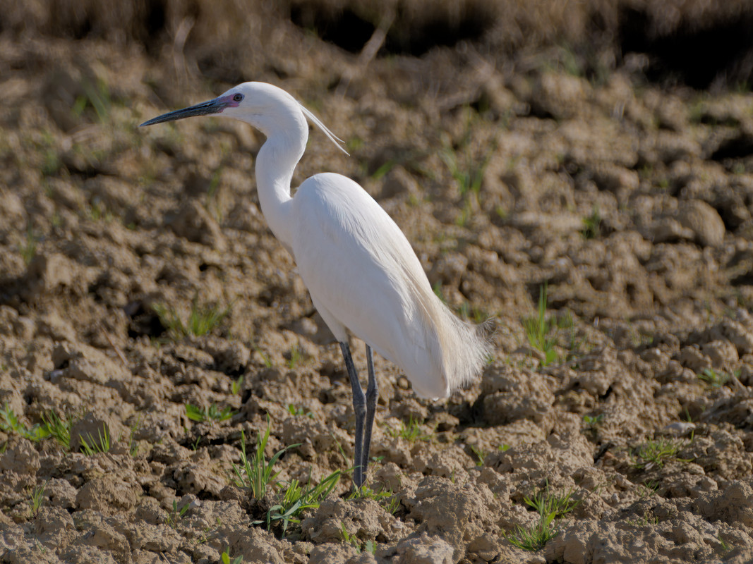 O3221147DxO_DPXD motionblurTopazSharpenAI aphoto