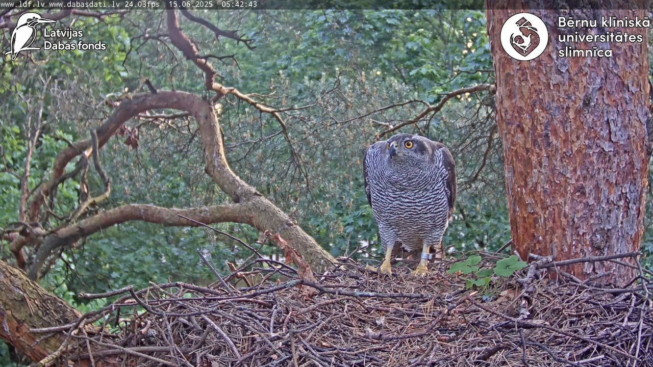 Vistu vanags (Accipiter gentilis) BKUS teritorijā – 2. ligzda 4-26-23 screenshot