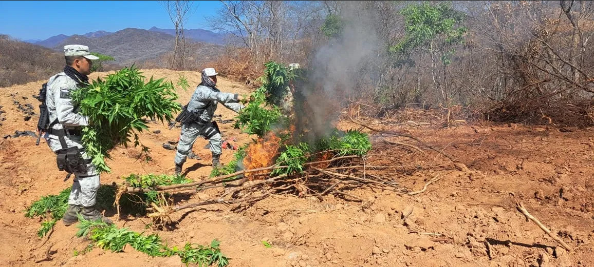 Combaten al narco en Durango: Destruyen más de 28 mil plantas de marihuana