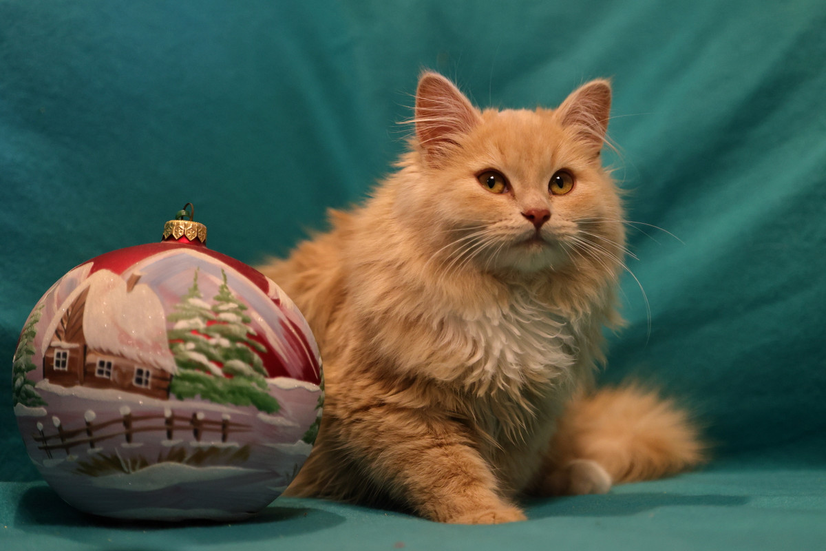 92B7DD0B-F504-4B6A-8DDF-E9139F657574