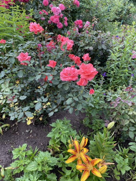 https://i.postimg.cc/Cxgst8cK/IMG-2473.jpg