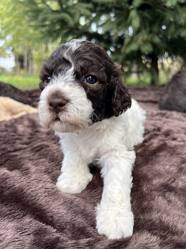 Lagotto Romagnolo female puppy for sale – Ideal Dale Etna – 27 days old – photo 2