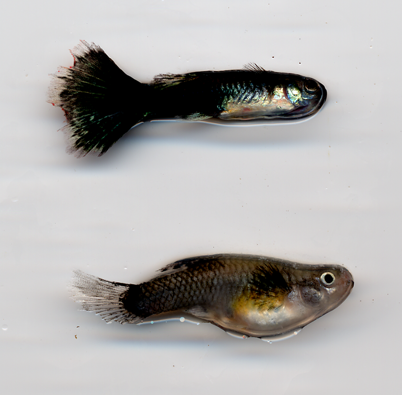 Ventre incavato e pinne corrose di un guppy (1)