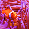 Icon Underwater (2)