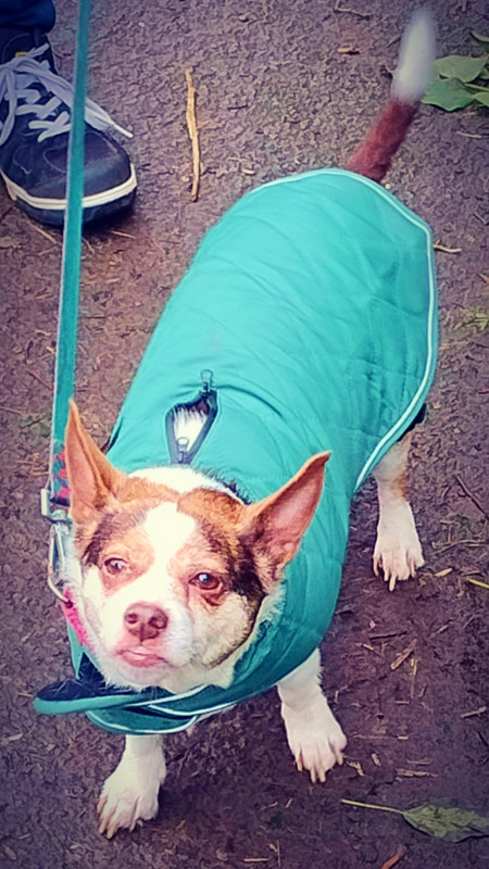 Walking Missy