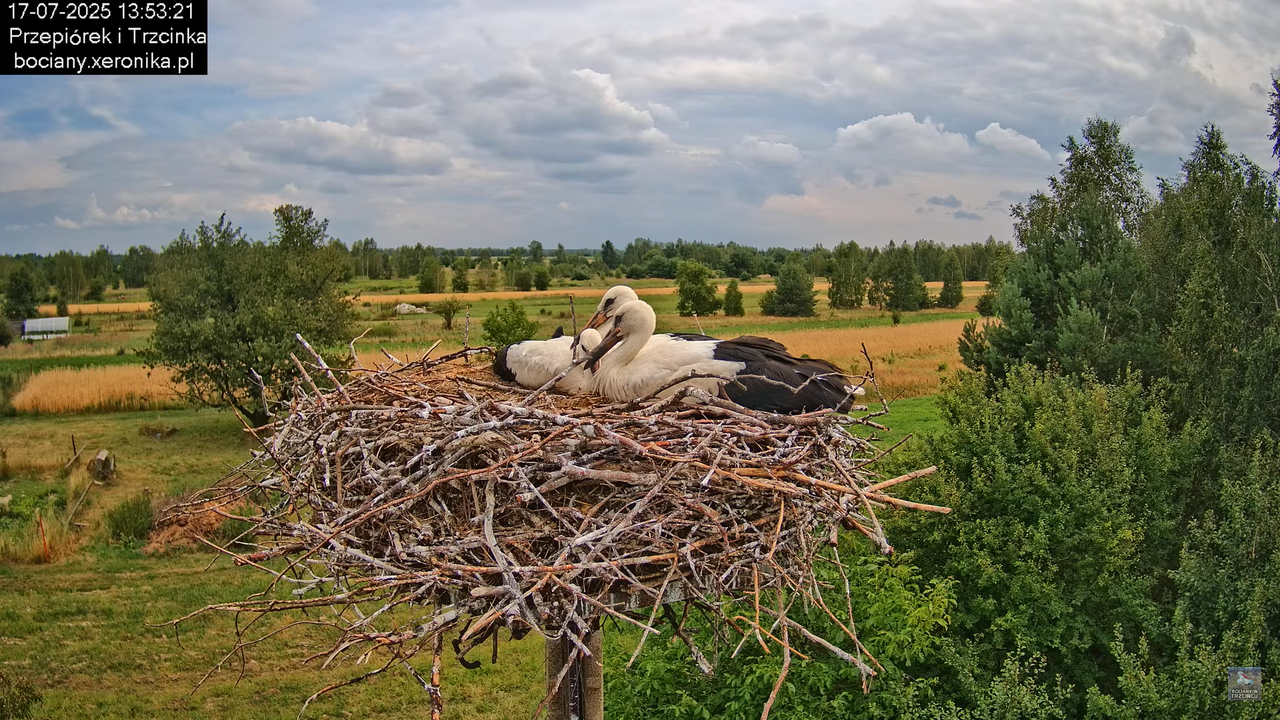 17072025bociany37