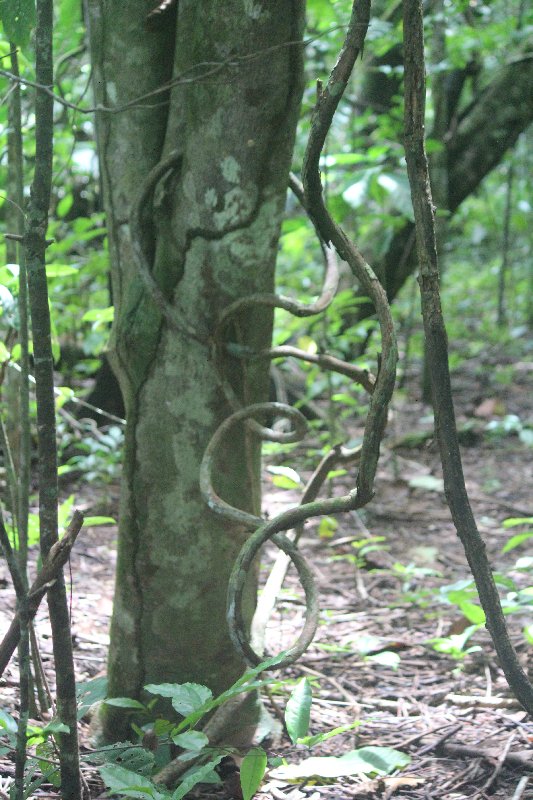 DE TORTUGAS Y PEREZOSOS. COSTA RICA 2019 - Blogs de Costa Rica - DIA 13: EXCURSIÓN DE UN DÍA A CORCOVADO (34)