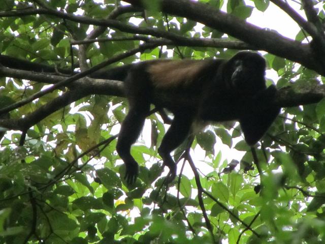 COSTA RICA 2012 (Luna de miel) - Blogs de Costa Rica - DÍA 10:  GUANACASTE (2)