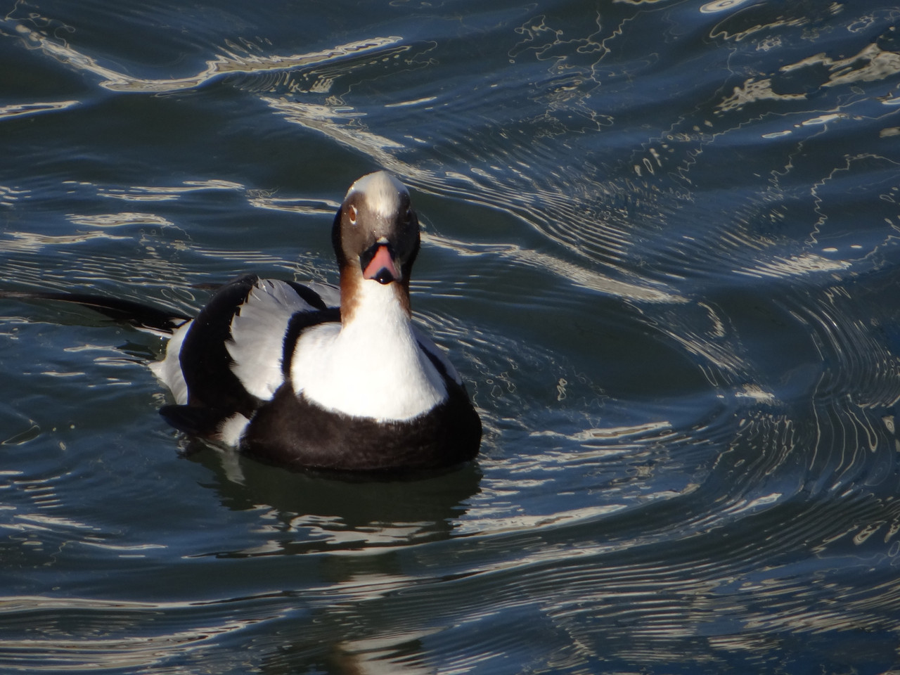 DUCKS 6
