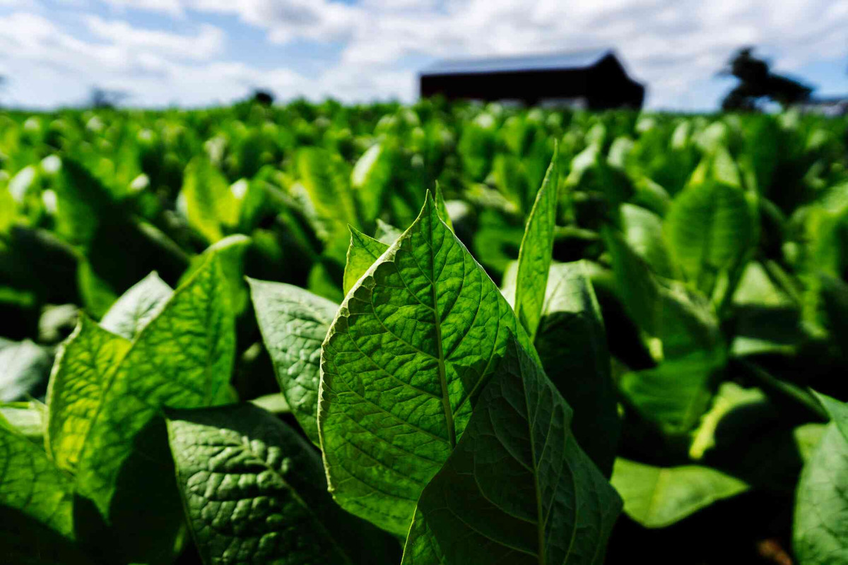 Festival-del-Habano-XXV-tobacco-field-with-barn-2048x1365