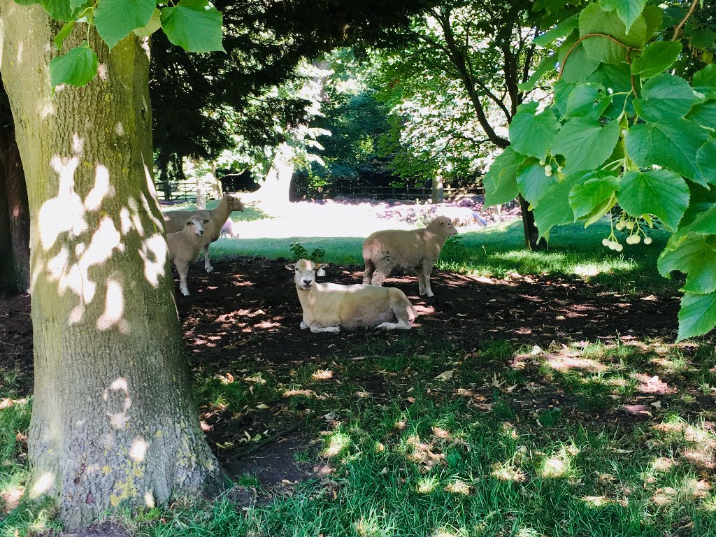 spring-sheep.jpg